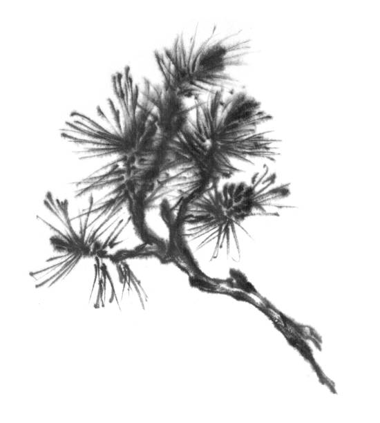 istock A branch of spruce, pine. Tree, Christmas tree. Ink graphics. Chinese, japanese, oriental style. Gohua, meditation, nature health. 1192658323