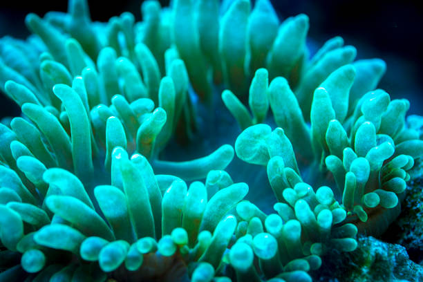 istock green bubble tip anemone in underwater 1192658554