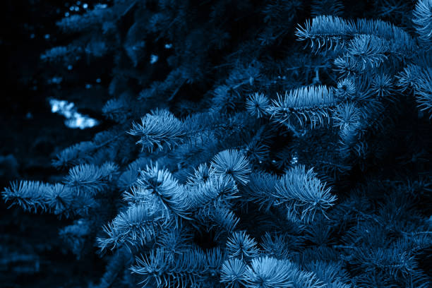 istock branches of coniferous tree abstract natural background 1192658783