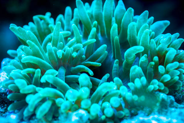istock green bubble tip anemone in underwater 1192659741