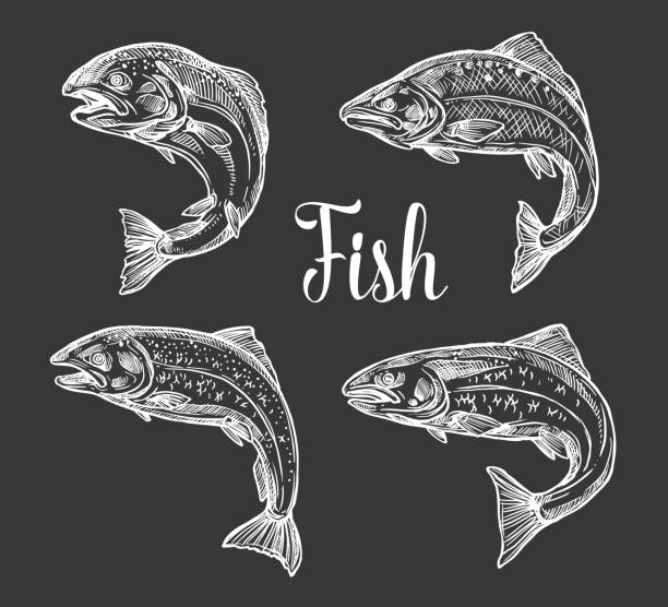 Trout and salmon fish sketch Trout and salmon fish monochrome sketches on chalkboard. Vector freshwater and saltwater fish, symbols of fishing and fishery sport salmon animal illustrations stock illustrations