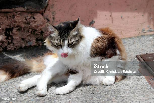 Beautiful Cat Salvador Da Bahia Brazil Stock Photo - Download Image Now - Animal, Animal Body Part, Animal Eye