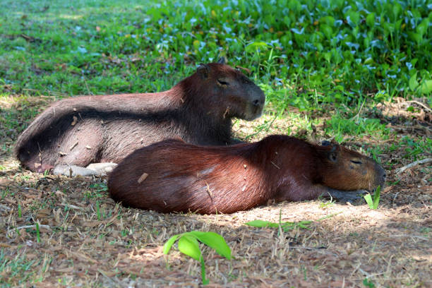 istock Capybara (Hydrochoerus hydrochaeris) - Pantanal, Mato Grosso, Brazil 1192661386