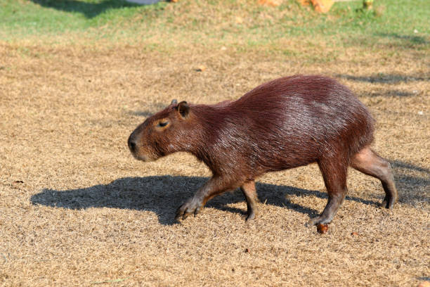 istock Capybara (Hydrochoerus hydrochaeris) - Pantanal, Mato Grosso, Brazil 1192661668