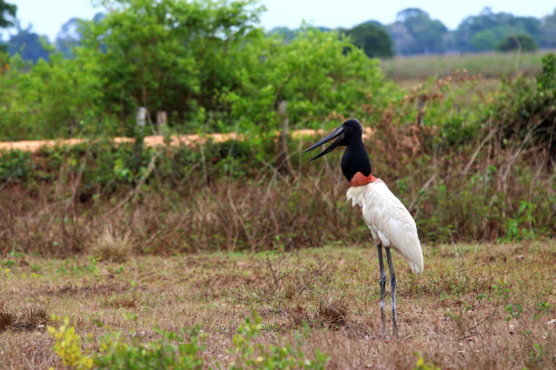 istock Jabiru (Jabiru mycteria) - Pantanal, Mato Grosso, Brazil 1192661690