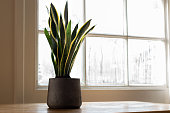 Snake plant next to a window, in a beautifully designed interior.