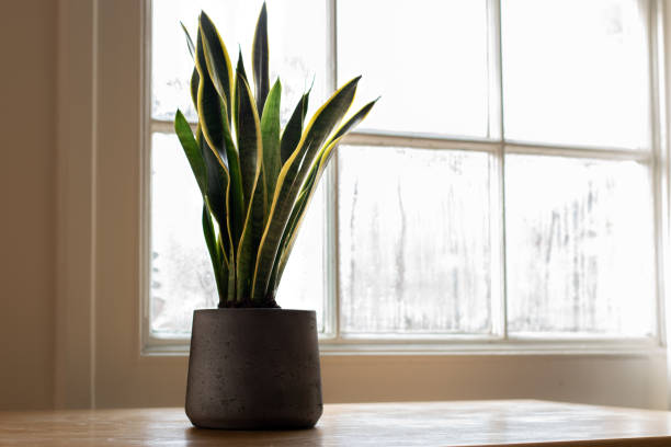 Snake plant next to a window, in a beautifully designed interior. A Sansevieria trifasciata indoor plant, next to a nice white interior. snake plant 