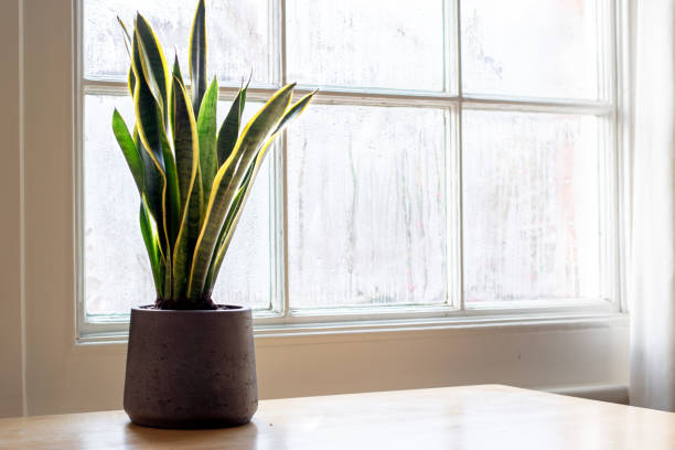 istock Snake plant next to a window, in a beautifully designed interior. 1192663872