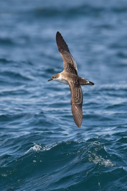 istock Great Shearwater skimming the waves 1192665293
