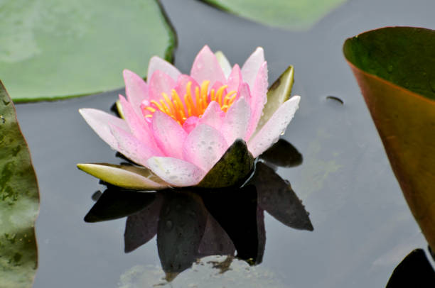 istock Blossom waterlily flowers 1192665409
