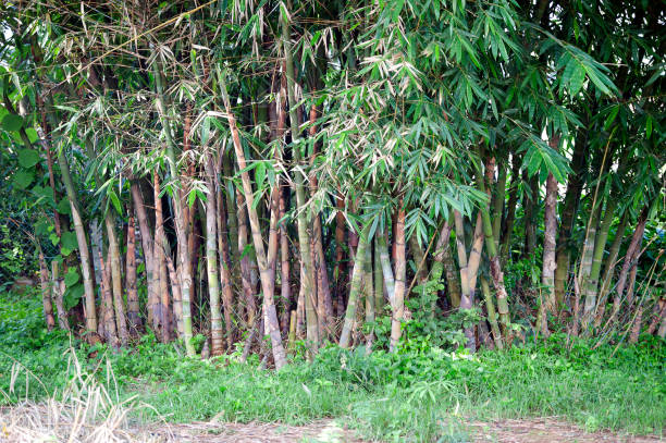Giant bamboo plantation with stout vertical stems and bushy fine leaves on these healthy plants by the railway, Inle, Shan State, Myanmar