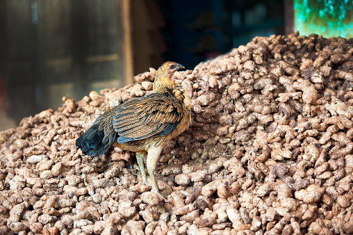 Ginger chicken vantage point as this domestic fowl climbs and stands perched on top of a pile of cultivated and harvested root ginger spice plants in the wholesale market, Sung Ban village market, Inle, Shan State, Myanmar