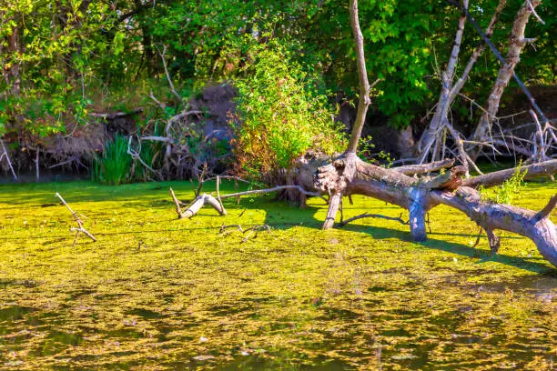 Photo of Fallen Swamp Tree