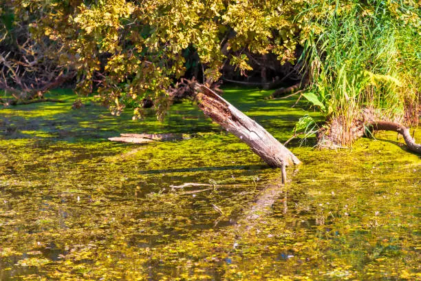 Photo of Swamp Branch