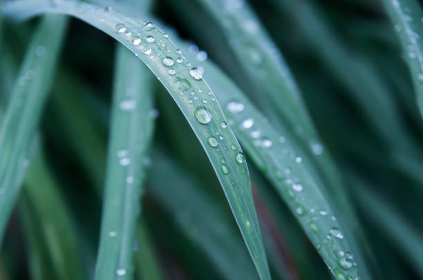 istock Raindrops on grass leaves after the rain. 1192668611