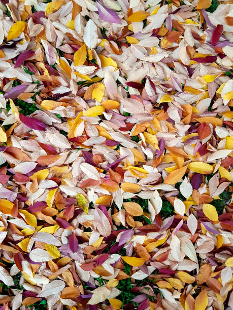 istock Yellow fallen leaves on the ground 1192668987