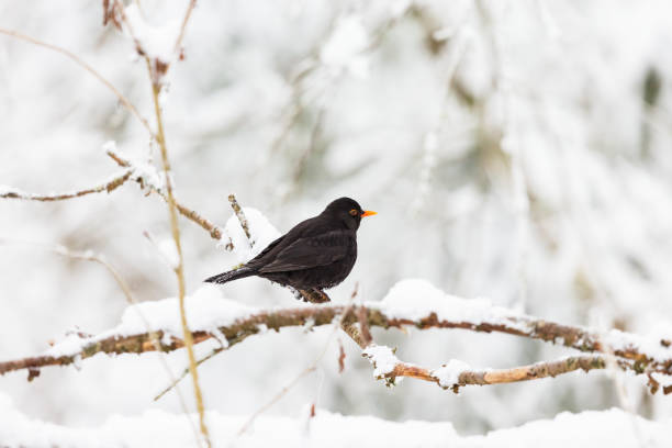 istock Blackbird on a branch in winter forest 1192669054
