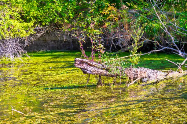 Photo of Swamp Trunk