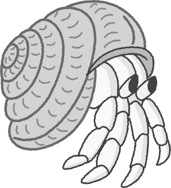 A simple illustration of a cute hermit crab A simple illustration of a cute hermit crab hermit crab stock illustrations