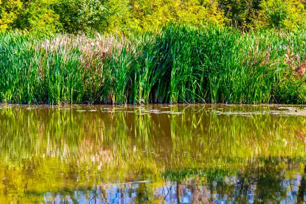 Photo of Wetland Vegetation and Reflection