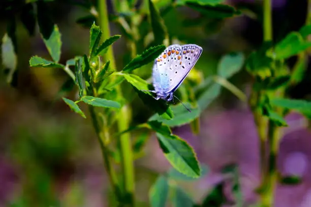 Polyommatus amandus, the Amanda's blue butterfly. Common blue butterfly in nature.