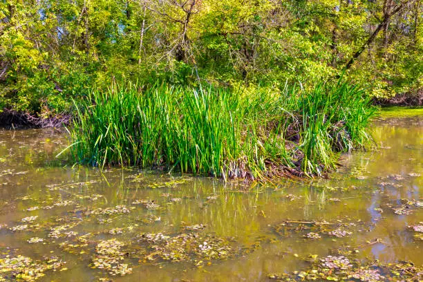 Photo of Swamp Vegetation