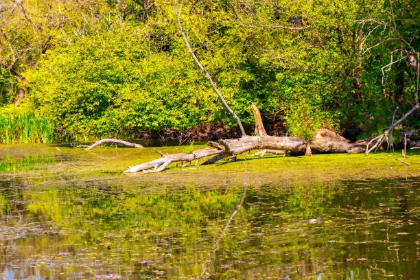 Photo of Rotten Swamp Wood