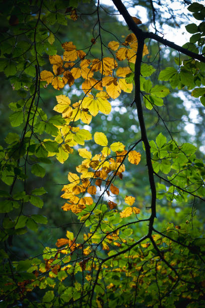 istock Autumn leaves golden backlit 1192671461
