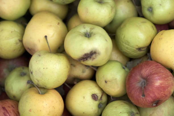 istock apples that start to rot in a crate, bad apples that are bad, 1192671723