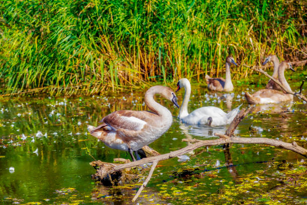 Free picture: Young swan birds swimming in swamp water