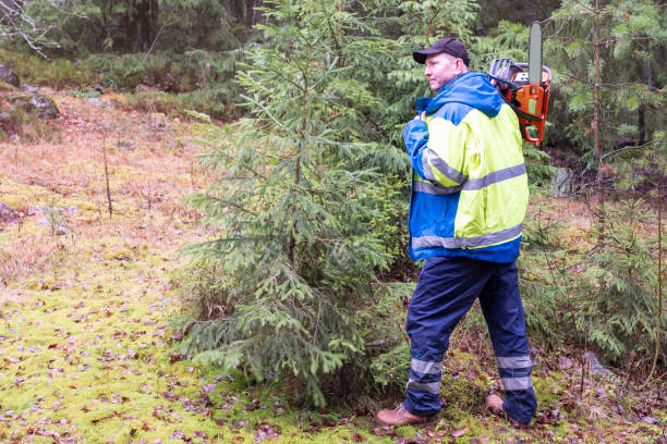 istock A man, a European, in work clothes with a chainsaw on his shoulder. The worker stands half a turn and looks over his shoulder. Sawed forests in Finland 1192673717