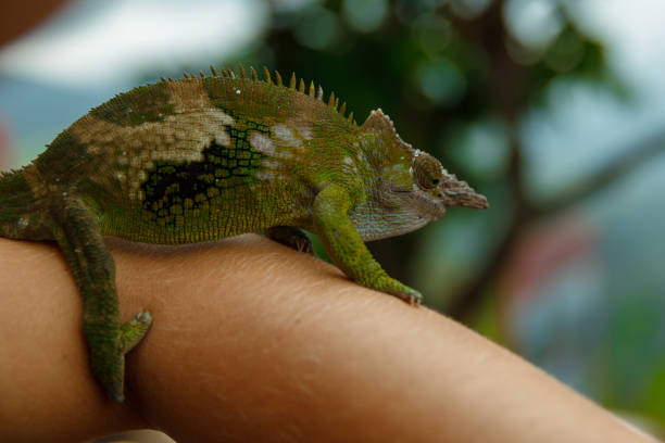 かわいいと面白いカメレオン - yemen chameleon ストックフォトと画像