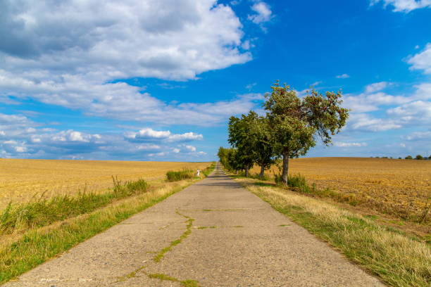 istock Apple trees on a field with dirt road 1192674089