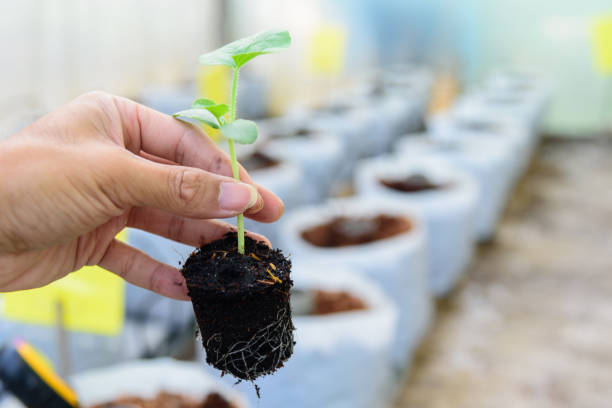 istock The man Plant The Sapling to soil 1192674281