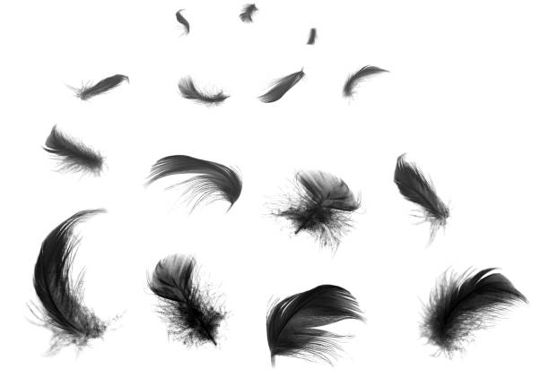 istock Beautiful black feathers floating in air isolated on white background 1192674873