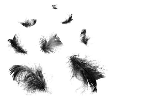 istock Beautiful black feathers floating in air isolated on white background 1192674879