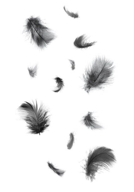 istock Beautiful black feathers floating in air isolated on white background 1192674885
