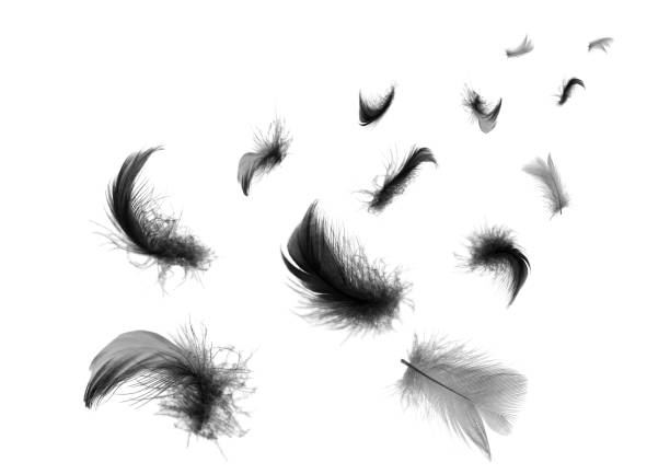 istock Beautiful black feathers floating in air isolated on white background 1192674886