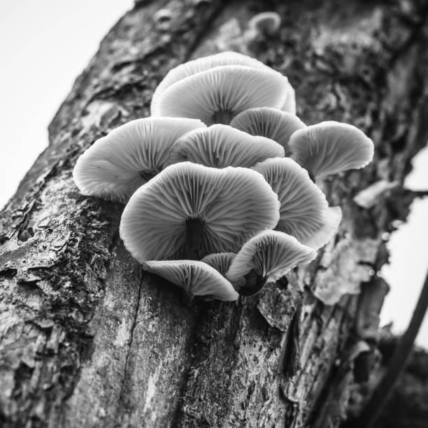 istock Mushrooms grow on a tree trump, close-up 1192674980
