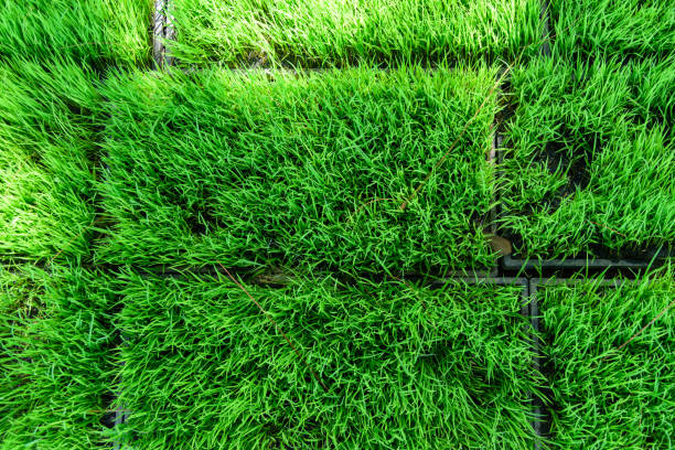 istock Top view of fresh green grass sheet 1192675014