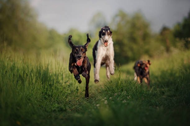 istock happy dogs running together outdoors in summer 1192676053