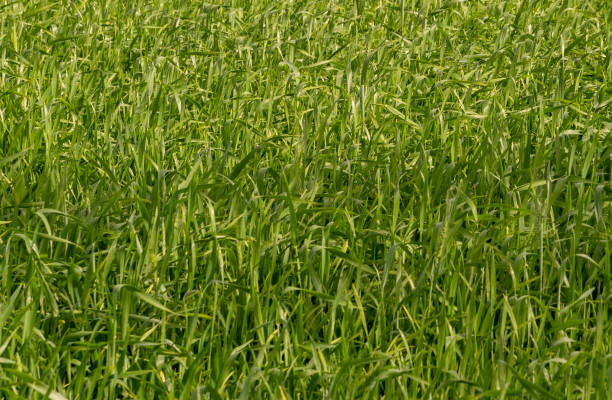 istock Planting irrigated rice in germination 02 1192676155