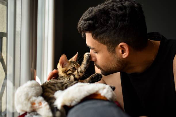 Kitten bengal cat pet and man cuddling A bengal baby cat just got adopted by a métis man. The pet is getting to know its master. Complicity and affection in a warm home. bengal cat purebred cat photos stock pictures, royalty-free photos & images