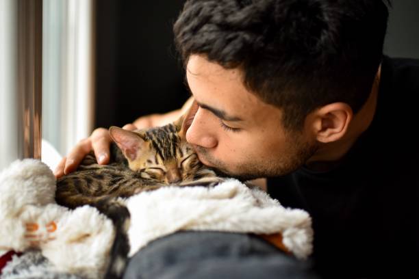 Kitten bengal cat pet kissed by a man A bengal baby cat just got adopted by a métis man. The pet is getting to know its master. Complicity and affection in a warm home. bengal cat purebred cat photos stock pictures, royalty-free photos & images