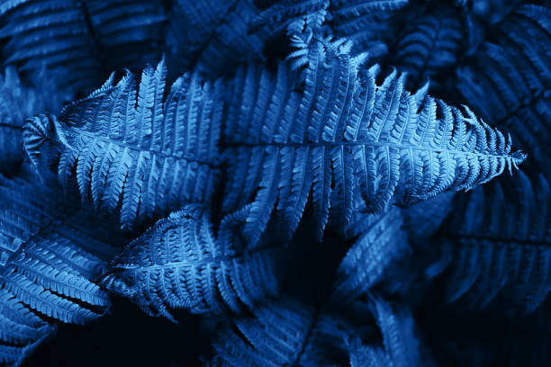 istock Beautiful fresh  fern leaves background colored in blue. 1192679062