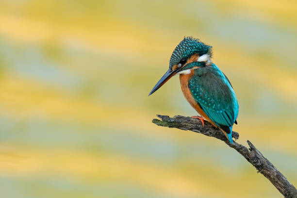 istock Colorful Common Kingfisher perching on a perch watching for prey 1192679108