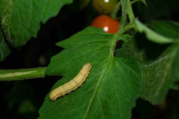 The vegetable owl Lacanobia Mamerta