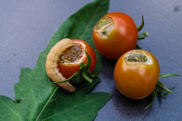 istock Pests in the vegetable garden 1192679199