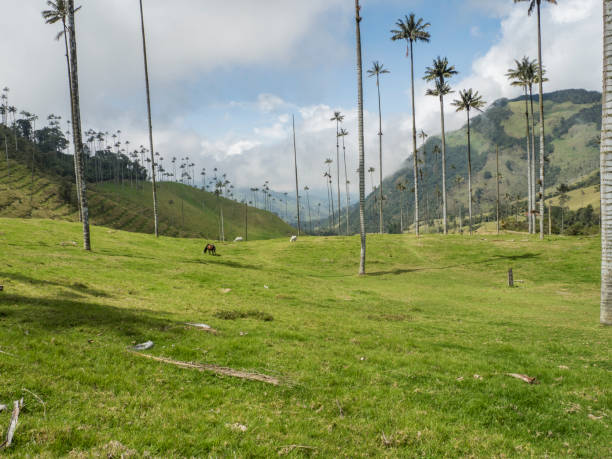 istock Cocora valley landscape in Colombia 1192680449