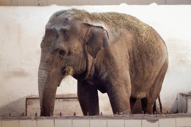 istock Big old Asian elephant at the zoo cage. 1192680450
